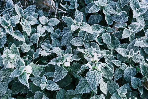 Delvis fokus Foto av nässlor mynta blad täckta med frost. Närbild av partiell fokus Royaltyfria Stockbilder