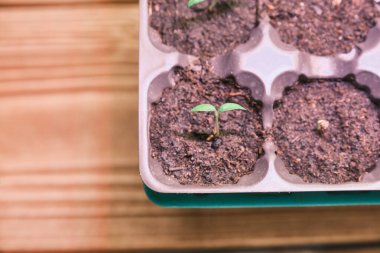 Peat topakları makro kaplama siyah tepside saksı bitkiler için konteynırlar masa üzerinde kış boyunca bahçe fideleri büyütmek için