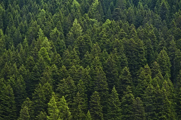 Gęsty las Obraz Stockowy