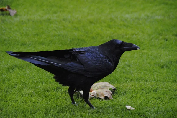 The raven — Stock Photo, Image