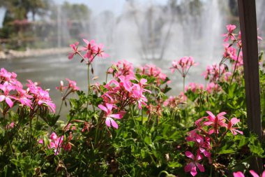 İsrail, İsrail 'e git, kutsal yerler, doğa, bitki ve hayvan