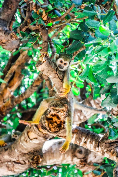 Israel Flora Fauna 2020 — Fotografia de Stock