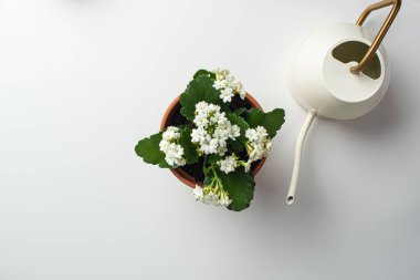 Beyaz arka planda adım adım çiçek nakli. Talimatlar. Altıncı adım