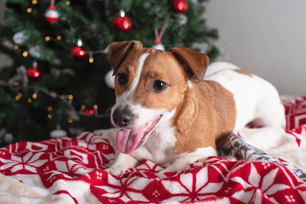 Новым Годом Рождеством Христовым Веселый Собачий Джек Рассел Терьер Возле — стоковое фото
