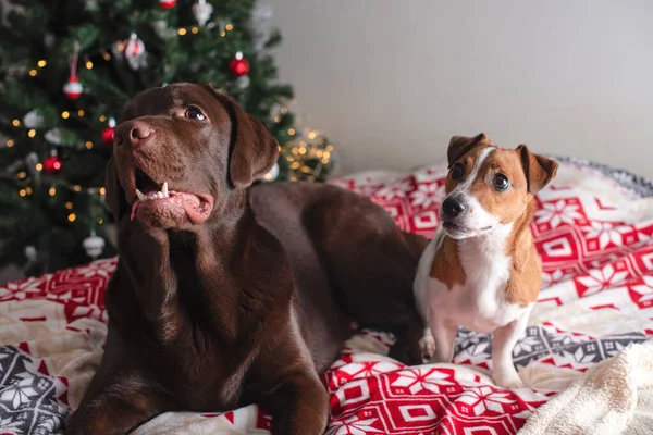 Feliz Año Nuevo Feliz Navidad Chocolate Labrador Jack Russell Terrier — Foto de Stock