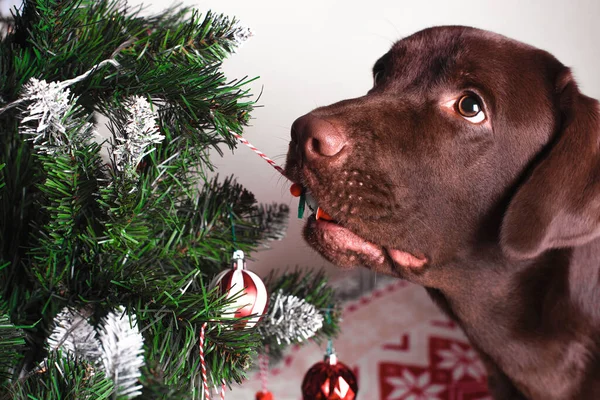 Labrador Marrón Roba Una Bola Árbol Navidad — Foto de Stock