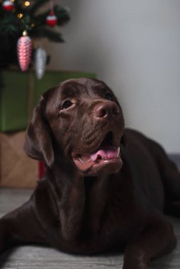 Mutlu yıllar ve mutlu Noeller! Kahverengi bir labrador bir Noel ağacının yanında yatıyor. Noel köpeği. Dikey