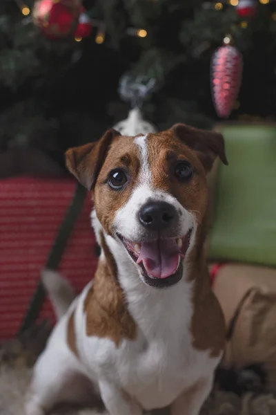 Новым Годом Рождеством Христовым Собака Джек Рассел Терьер Сидит Возле — стоковое фото
