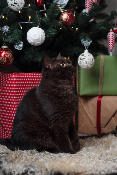 Новым Годом Рождеством Христовым Британская Натуральная Кошка Сидит Рядом Ёлкой — стоковое фото