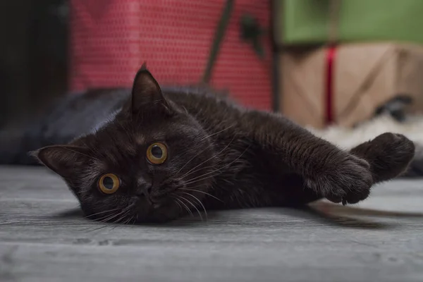 Buon Anno Buon Natale Britannico Gatto Dritto Sta Giocando Vicino — Foto Stock