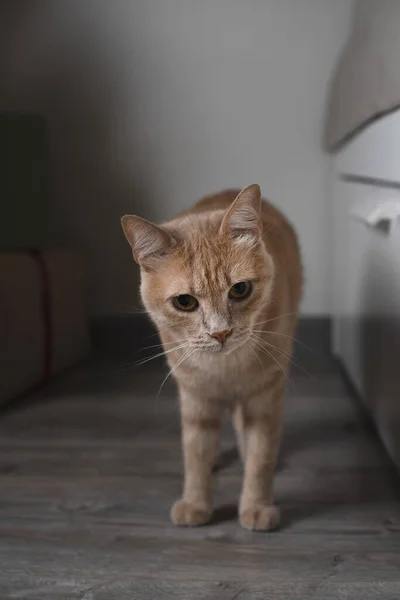 Πορτραίτο Γάτας Ginger Γάτα Στέκεται Στο Πάτωμα Κατοικίδιο Κατοικίδιο — Φωτογραφία Αρχείου