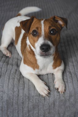 Jack Russell Terrier on the bed. The dog lies on the bed and looks at the camera. Copy space. Vertical clipart