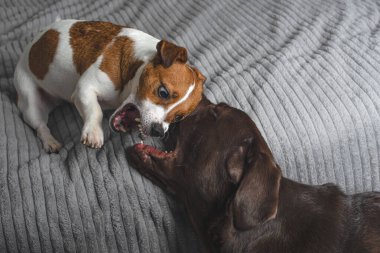 Köpekler oynuyor. Labrador ve Jack Russell Terrier kavga edip oynuyorlar. Köpekler kavga ediyor. Boşluğu kopyala