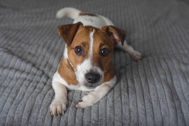 Jack Russell Terrier yatakta. Köpek yatağa uzanır ve kameraya bakar. Uzayı kopyala Yatay