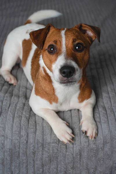 Jack Russell Terrier Bed Dog Lies Bed Looks Camera Copy — Stock Photo, Image