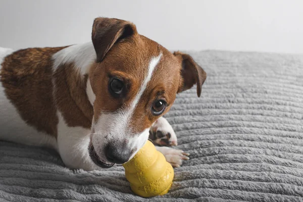 Dog Jack Russell Terrier Speelt Met Gele Kong Kopieerruimte — Stockfoto