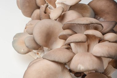 Beyaz arka planda istiridye mantarları. Mantar dokusu. Kapatın. Boşluğu kopyala