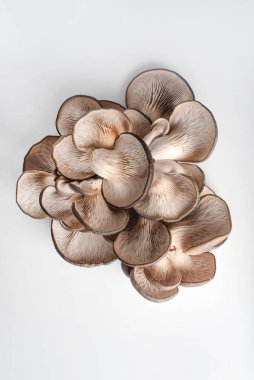 Beyaz arka planda istiridye mantarları. Mantar dokusu. Boşluğu kopyala