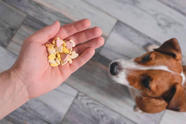 Homem Alimenta Cão Jack Russell Terrier Com Comida Forma Coração — Fotografia de Stock