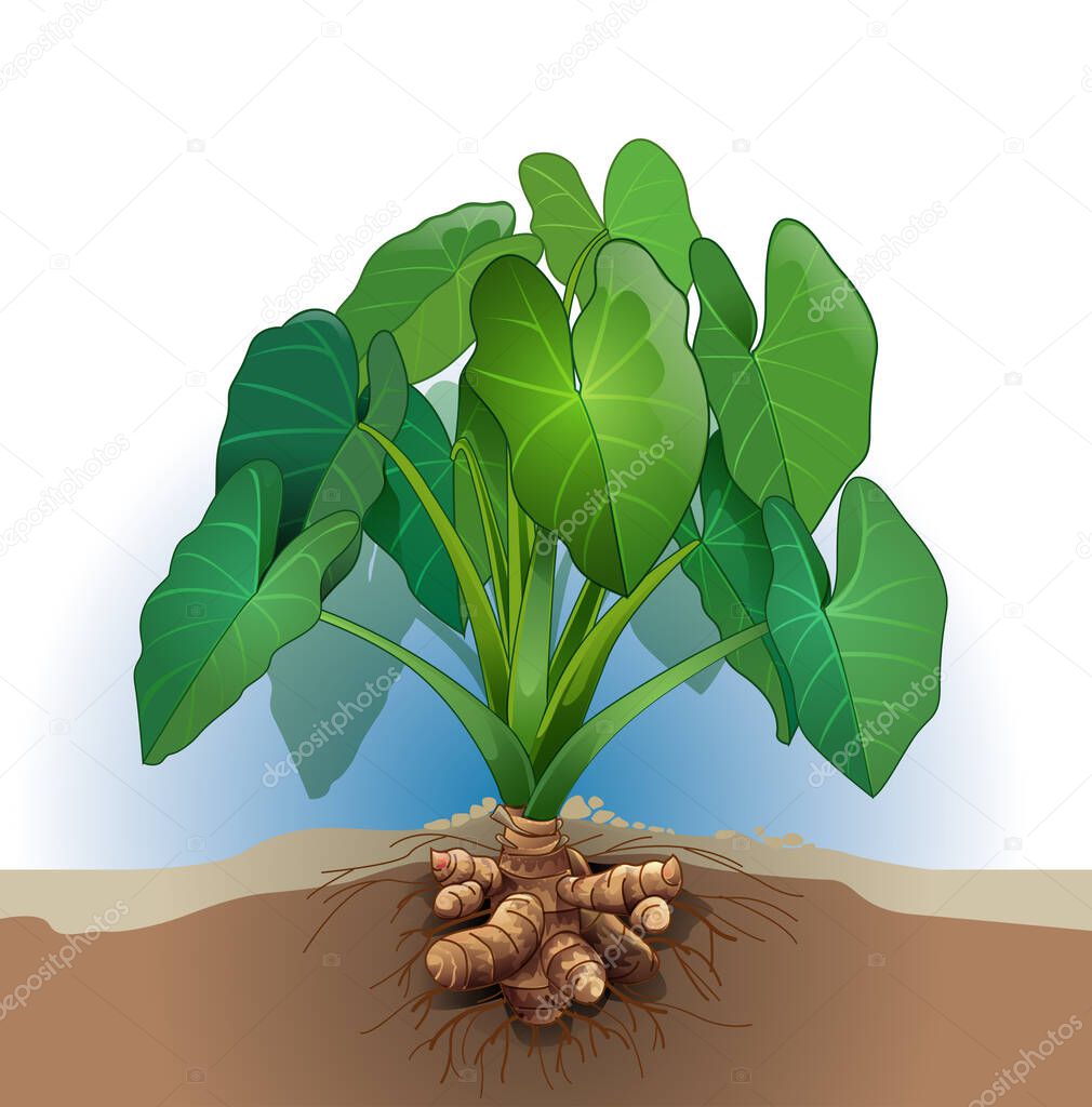 Vector illustration, Taro tuber plant.