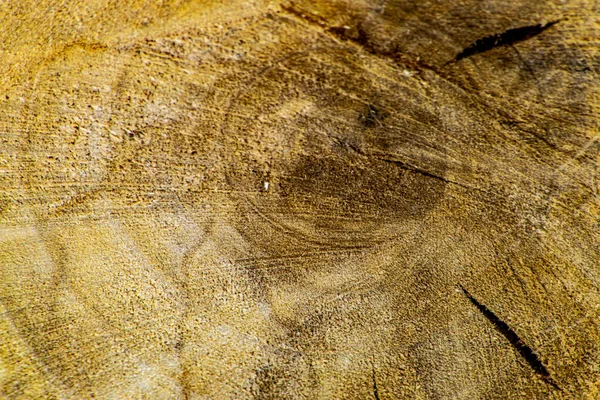 Texture Stone Wall Tree Leaf — Stock Photo, Image