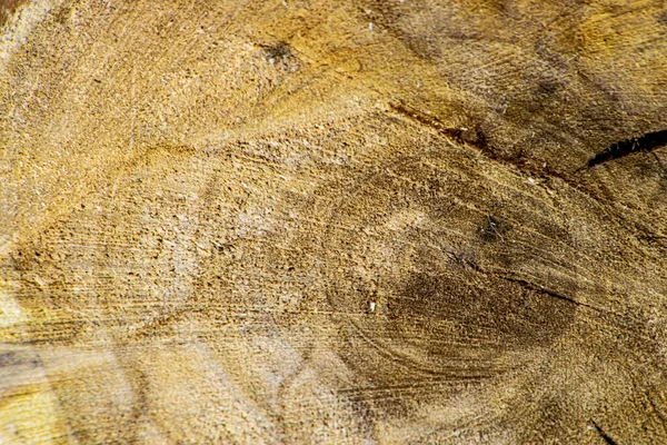 Textura Piedra Pared Árbol Hoja — Foto de Stock