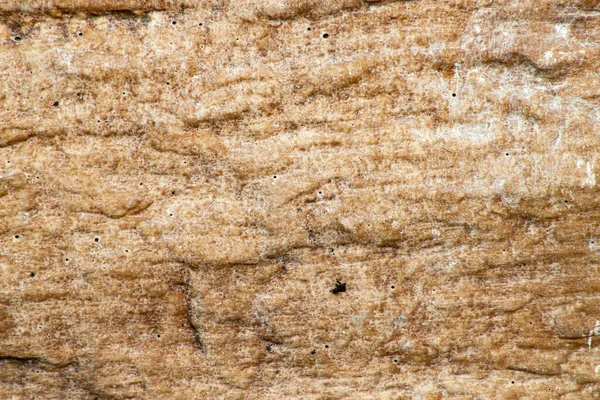 Texture Stone Wall Tree Leaf — Stock Photo, Image