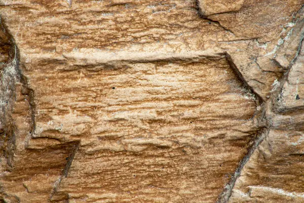 Texture Stone Wall Tree Leaf — Stock Photo, Image