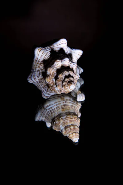 Seashell — Stock Photo, Image