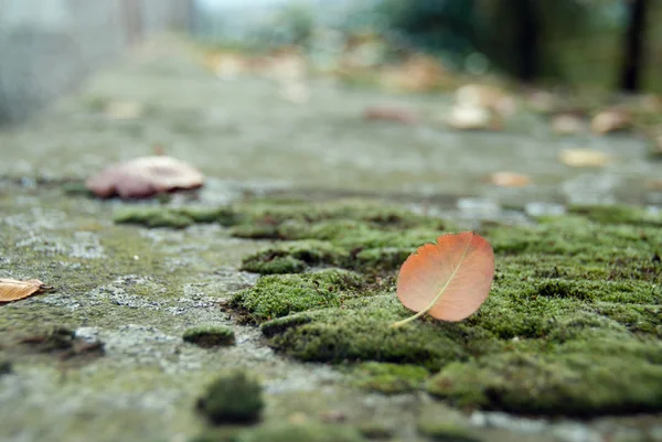 叶在苔藓上 — 图库照片