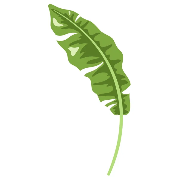 熱帯バナナの葉孤立アイコン 化粧品 美容ケア製品のためのフラットスタイルエキゾチックな植物要素 — ストックベクタ