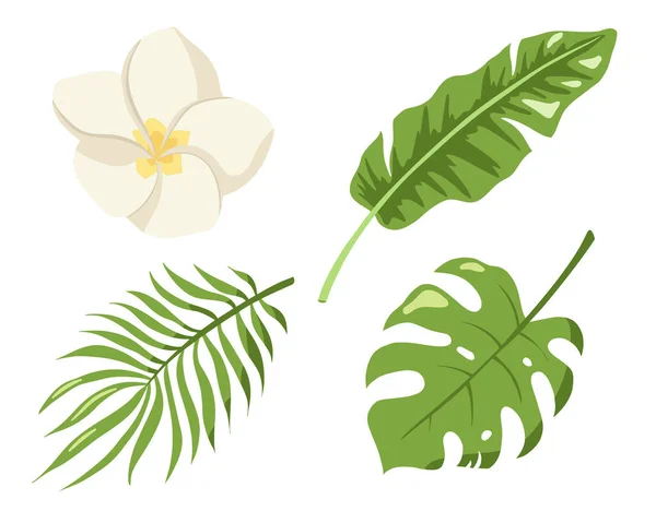 Monstera Folhas Selva Palma Banana Flor Plumeria Folhagem Exótica Verde —  Vetores de Stock