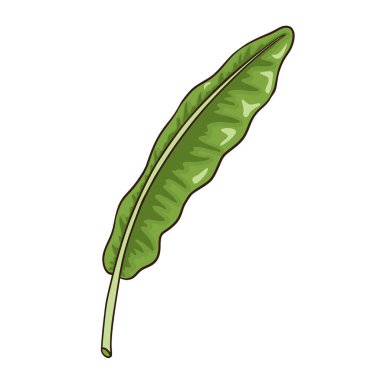Hand Drawn Banana leaf. Hand Drawn Banana leaf. Line drawing Tropical floral element for logo, emblems, stickers and prints, cosmetics, spa, beauty care products