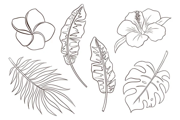 Line Art Tropical Blommor och blad vektor isolerade objekt samling. Handritade botaniska element för logotyp, kosmetika, spa, skönhetsvårdsprodukter, emblem, klistermärken och tryck — Stock vektor