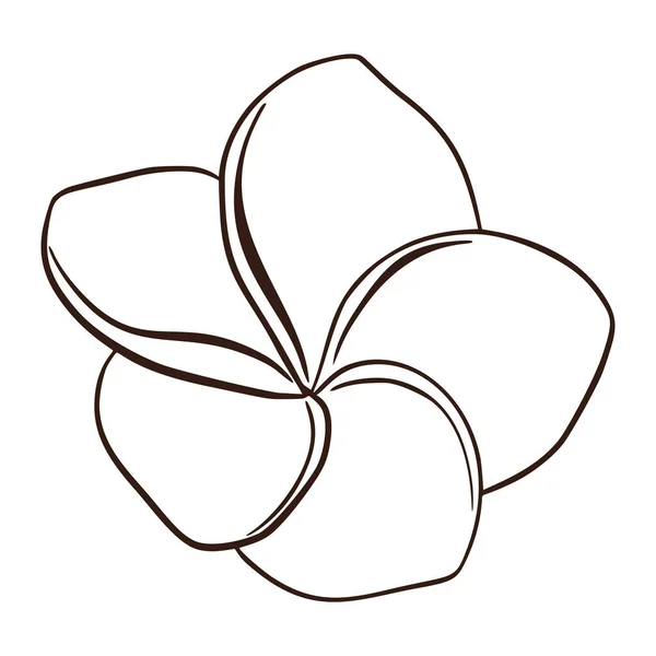 Line Art Plumeria Flower Isolated Vector Illustration 손으로 화장품 프린트 — 스톡 벡터