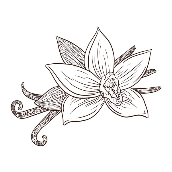 Line Art Vanilla Flor Filtros Ilustração Gravura Vanilla Blossom Varas —  Vetores de Stock