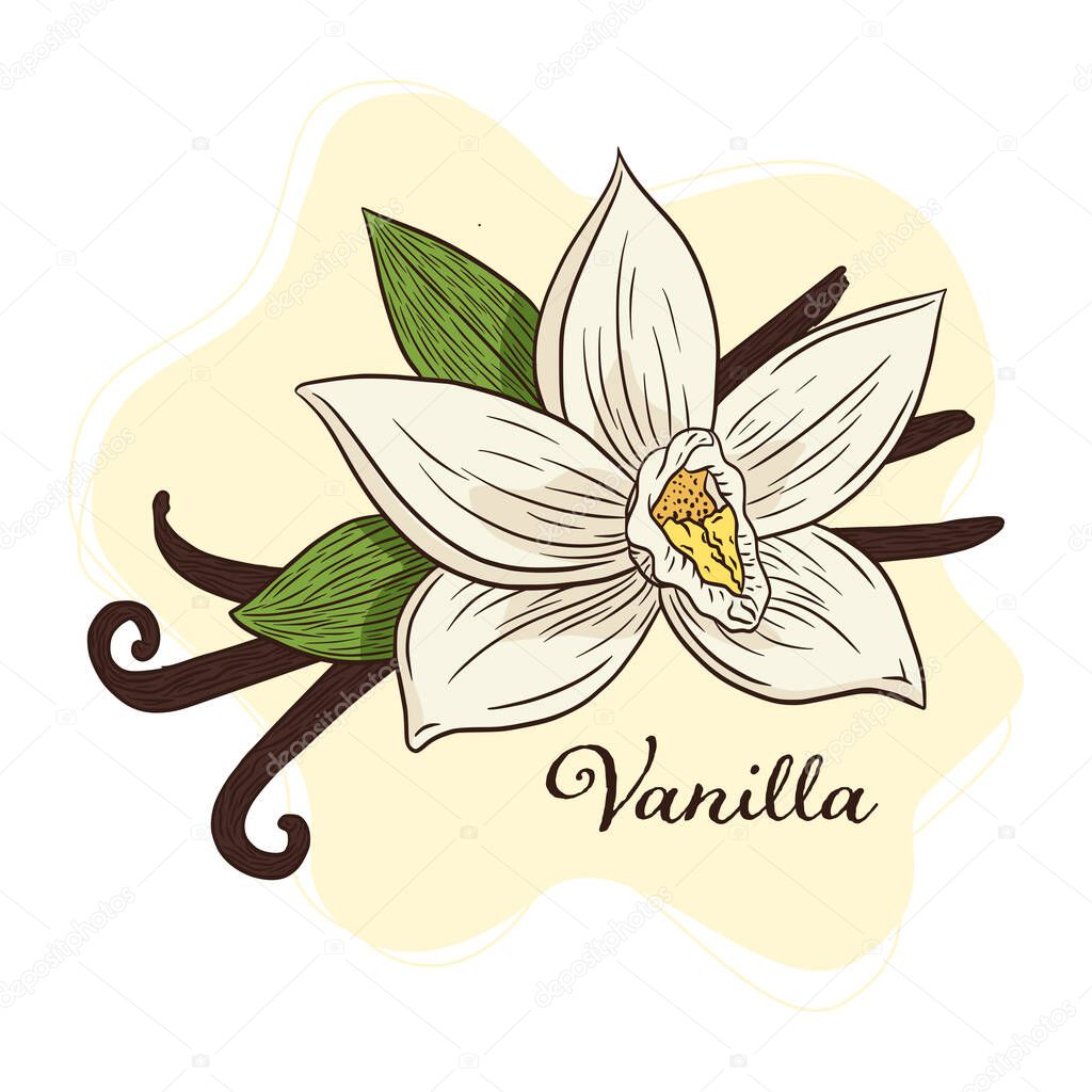 Vanilla Spice Flower and Pods Illustration Line Art. Hand drawn Vanilla blossom and sticks colorful illustration for logo, recipe, menu, background, emblem, print, spa, perfume, beauty care products