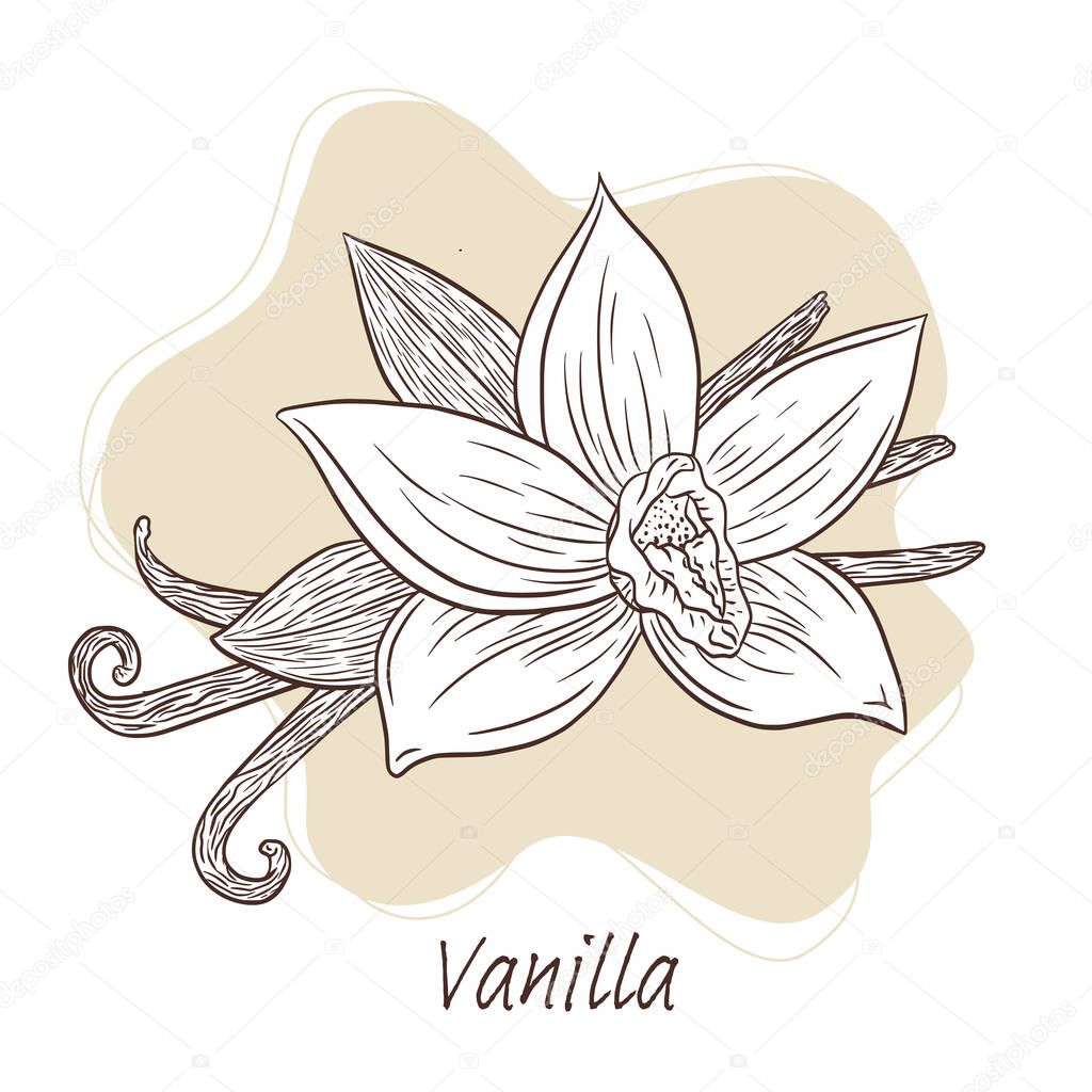 Vanilla Sticks and Flower Illustration Line Art. Hand drawn Vanilla blossom and sticks illustration for logo, recipe, menu, emblem, tattoo, print, sp