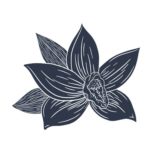 バニラフラワーシルエットエングレービングイラスト 線画ロゴ メニュー ラベル エンブレム プリント 美容製品のためのバニラの花分離ベクトルイラスト — ストックベクタ