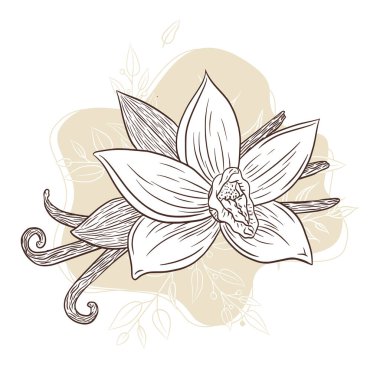 Logo, tarif, menü, amblem, dövme, baskı, spa, parfüm, güzellik ürünleri için soyut çiçek arkaplanı üzerine işlemeli Vanilla Spice Illustration Line Art