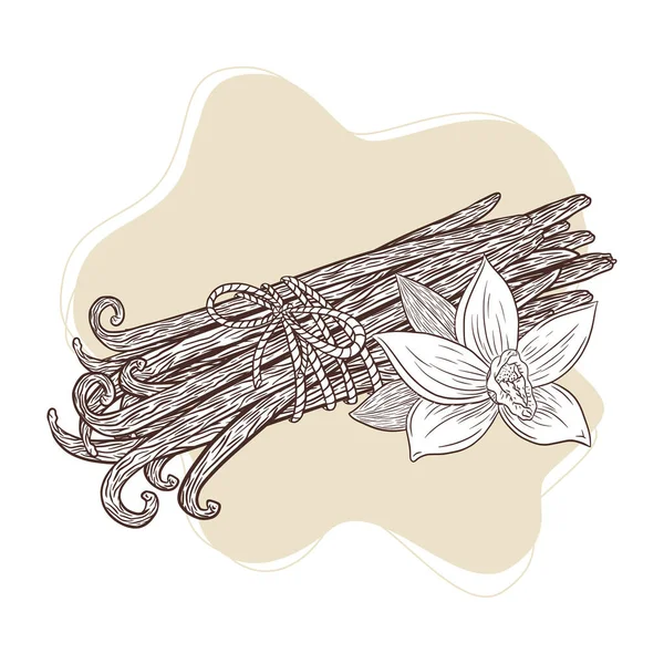 Vanilla Flower and Sticks Tied Bunch Ilustração gravada em estilo vintage esboço para logotipo, receita, menu, emblema, tatuagem, impressão, spa, perfume, produtos de beleza —  Vetores de Stock