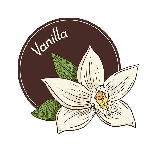 Logo a šablona znaku vanilkového květu ve stylu ročníku pro logo, znak, štítek, samolepky a tisk — Stockový vektor