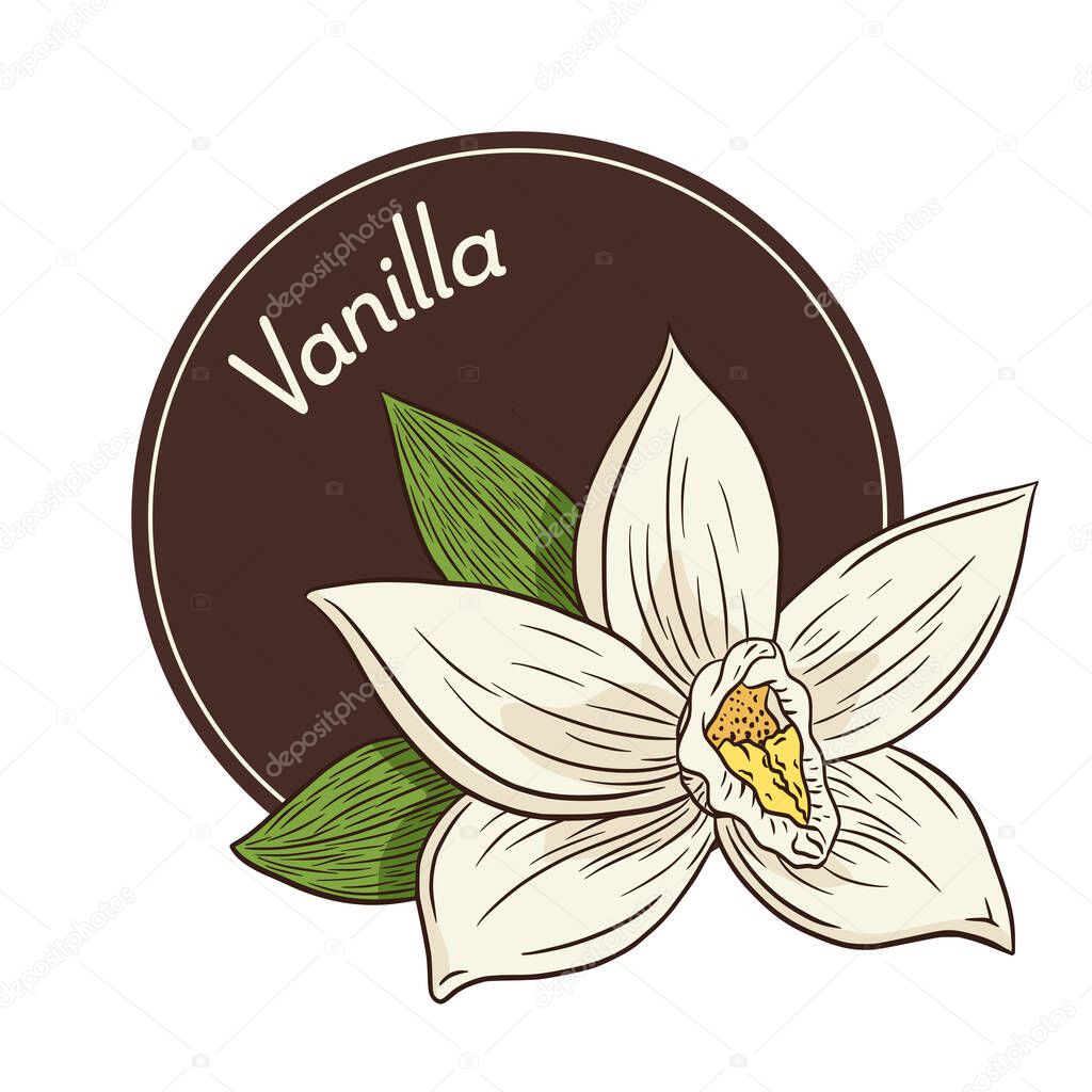 Vanilla Flower Logo and Emblem Template in Vintage Style. Line Drawing Aroma Vanilla blossom Isolated Vector Illustration for Logo, Emblem, Label, stickers and prints