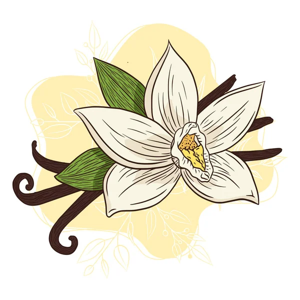 Ručně Kreslené Vanilkové Květy Tyčinky Barevné Ilustrace Pro Logo Recept — Stockový vektor