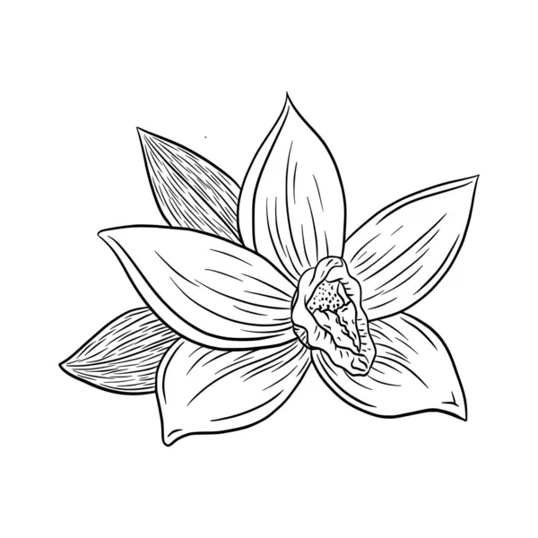 Hand Drawn Vanilla Blossom Vector Sketch Logo Menu Emblem Tattoo — Stock Vector