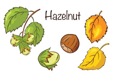 Fındık ve Yaprak Seti. El yapımı fındık meyveleri ve yapraklar. Sonbahar dekoratif elementleri. Logo, menü, baskı, çıkartma, tasarım ve dekorasyon için vektör illüstrasyonu