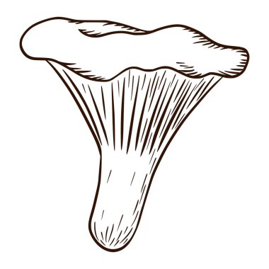 Chanterelles İllüstrasyonu. Logo, amblem, baskılar, çıkartmalar, boyama çalışmaları, menü tasarımı ve dekorasyonu için satır sanatı yenilebilir mantar simgesi