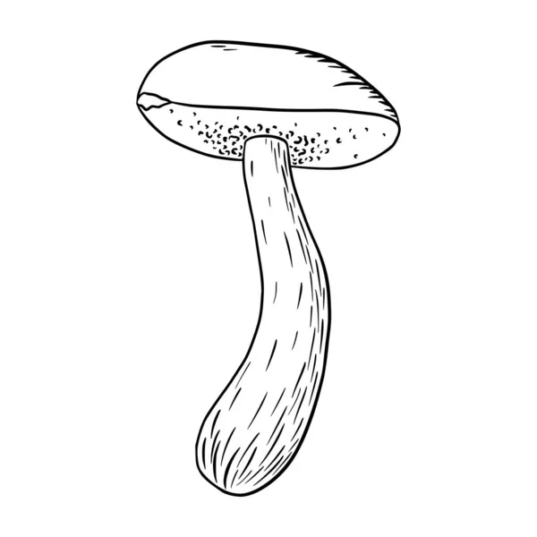 Boletus Illusztráció Vonalművészet Ehető Gomba Ikon Logó Embléma Nyomatok Matricák — Stock Vector