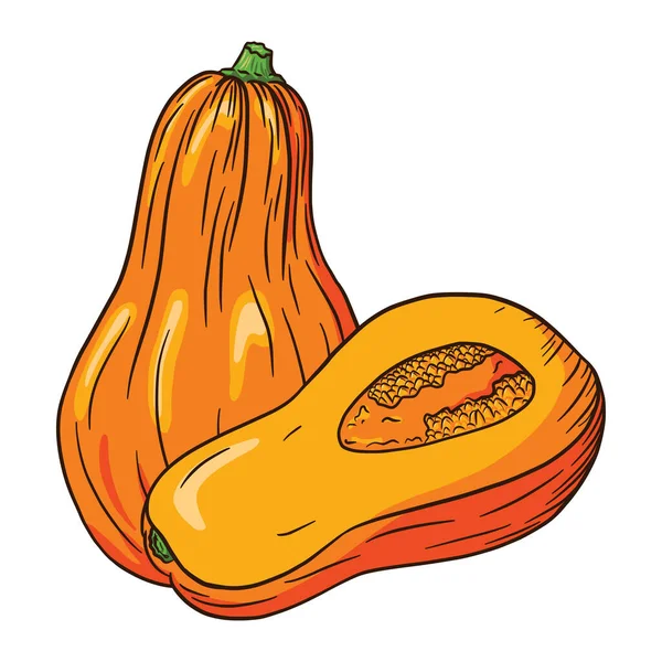 Ilustrasi Squash Butternut Masak Ikon Labu Musim Gugur Sketsa Labu - Stok Vektor