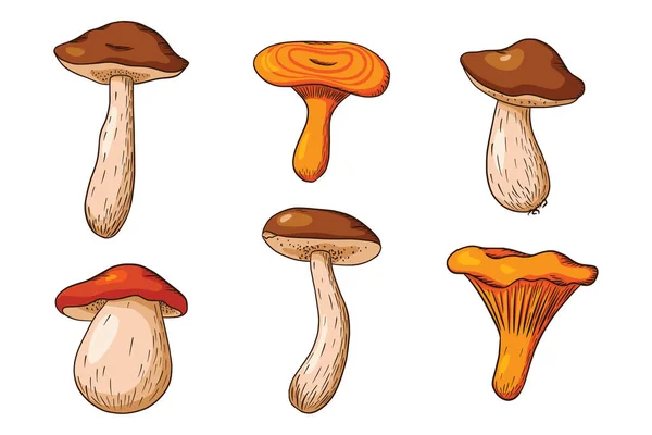 森林蘑菇收藏 手绘可食蘑菇套件 白色的蘑菇 尼斯卡洛 用于标识 设计和装饰的矢量插图 保费矢量 — 图库矢量图片